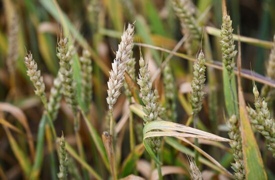 Russia Agriculture Barley Harvesting