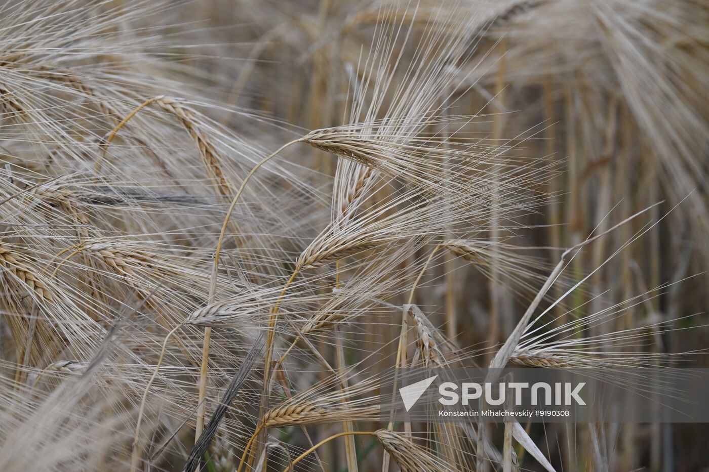 Russia Agriculture Barley Harvesting