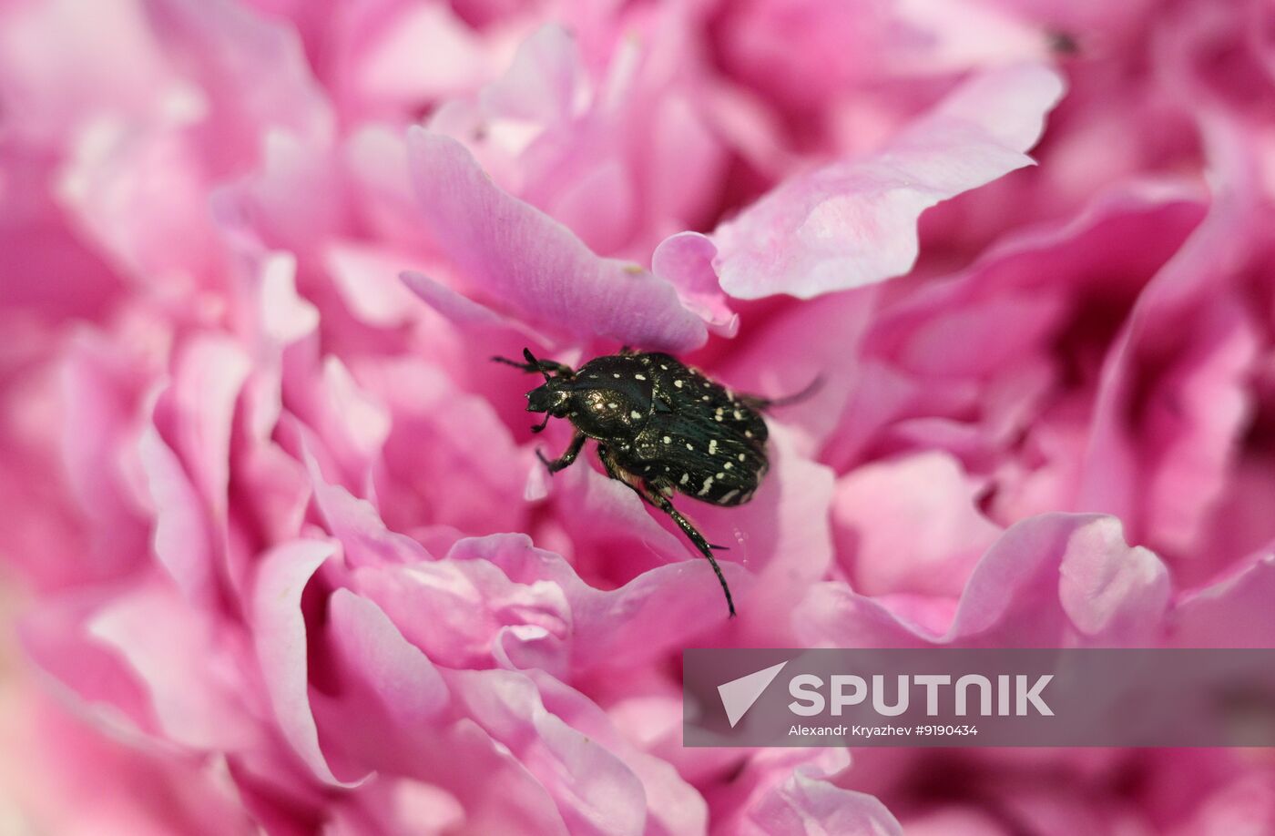 Russia Peony Exhibition