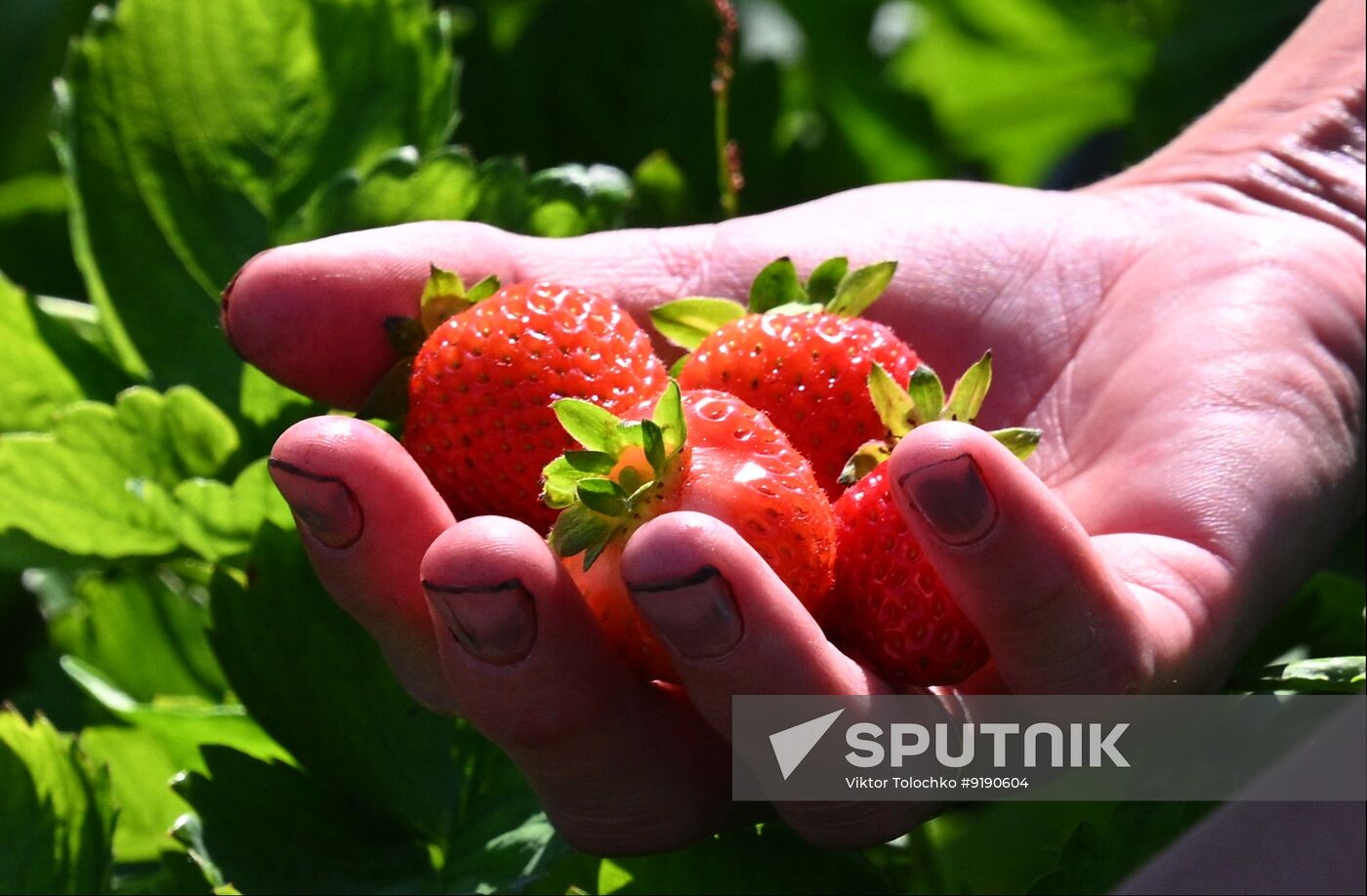 Belarus Agriculture Strawberry Harvesting