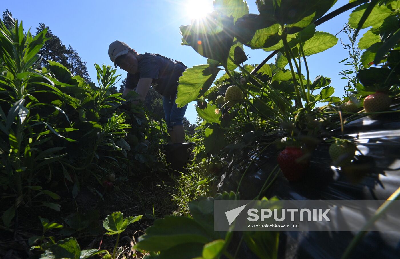 Belarus Agriculture Strawberry Harvesting
