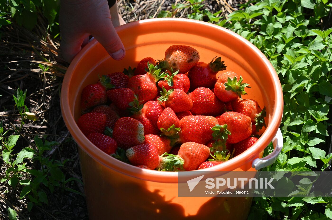 Belarus Agriculture Strawberry Harvesting