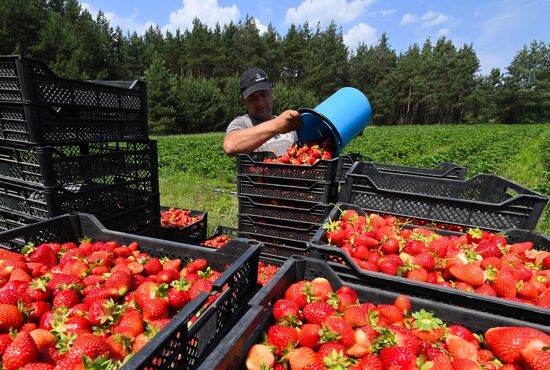 Belarus Agriculture Strawberry Harvesting