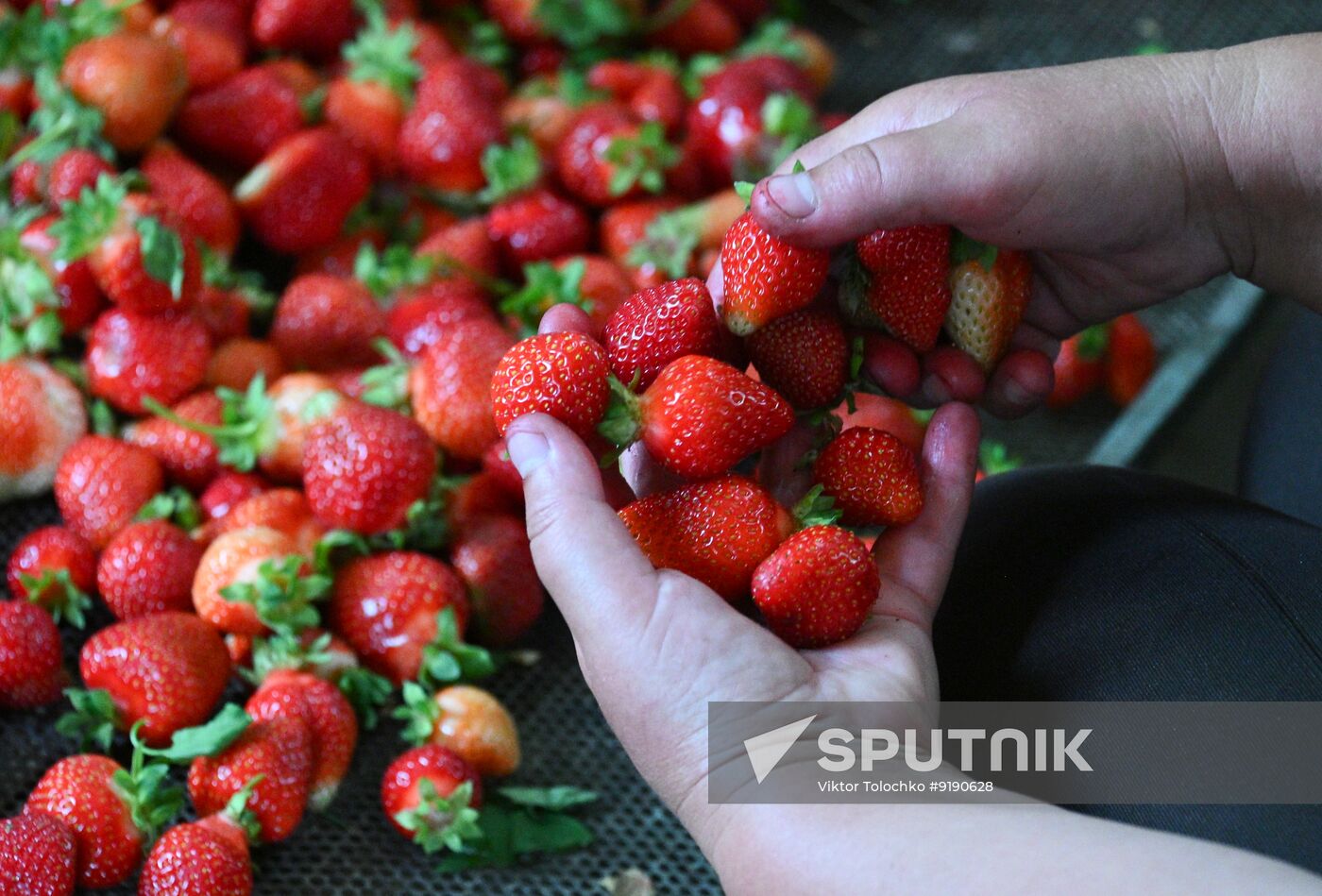 Belarus Agriculture Strawberry Harvesting