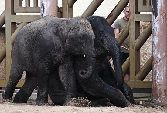 Russia Laos Zoo Elephant