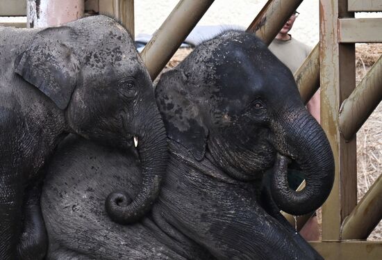 Russia Laos Zoo Elephant