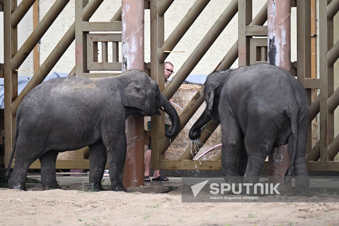 Russia Laos Zoo Elephant