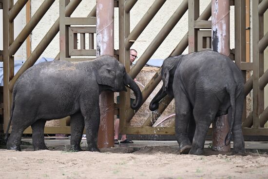 Russia Laos Zoo Elephant