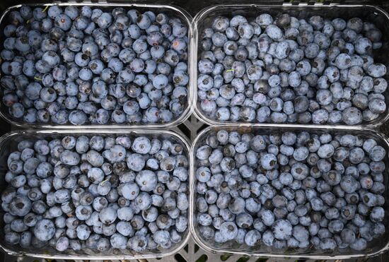 Russia Agriculture Blueberry Harvesting