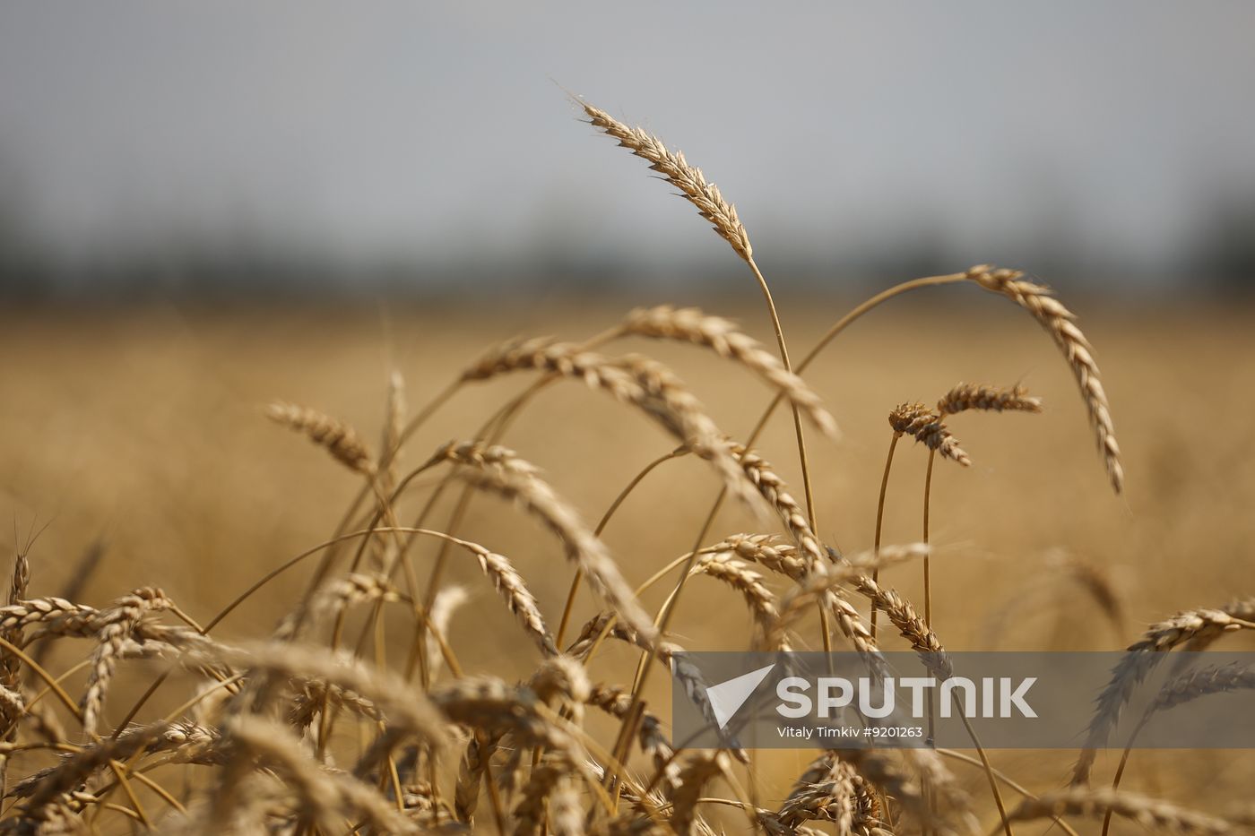 Russia Agriculture Wheat Harvesting