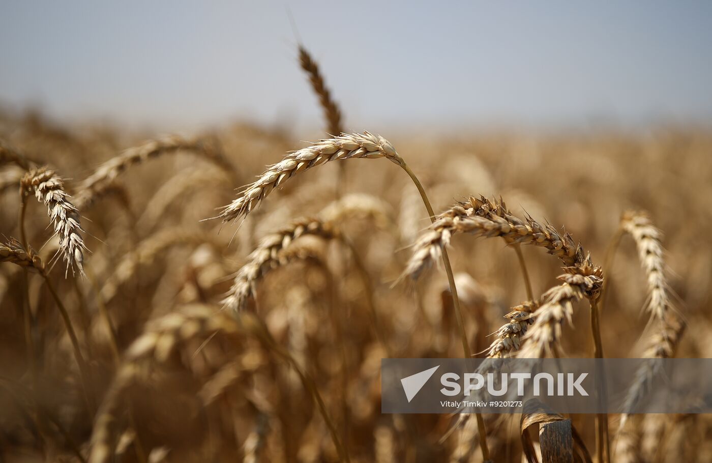 Russia Agriculture Wheat Harvesting