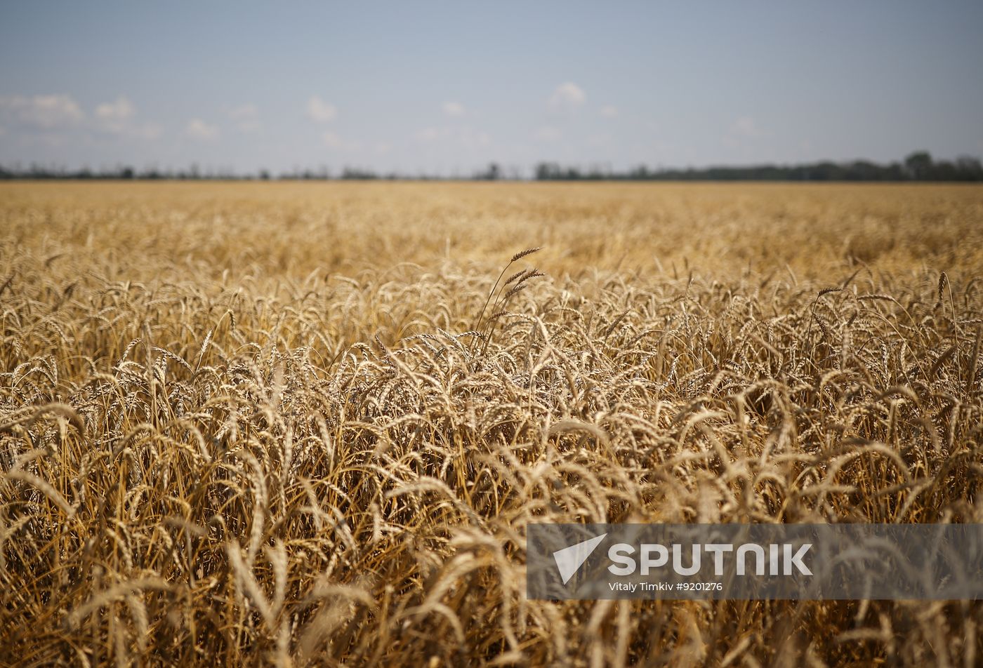 Russia Agriculture Wheat Harvesting
