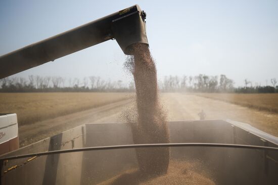 Russia Agriculture Wheat Harvesting