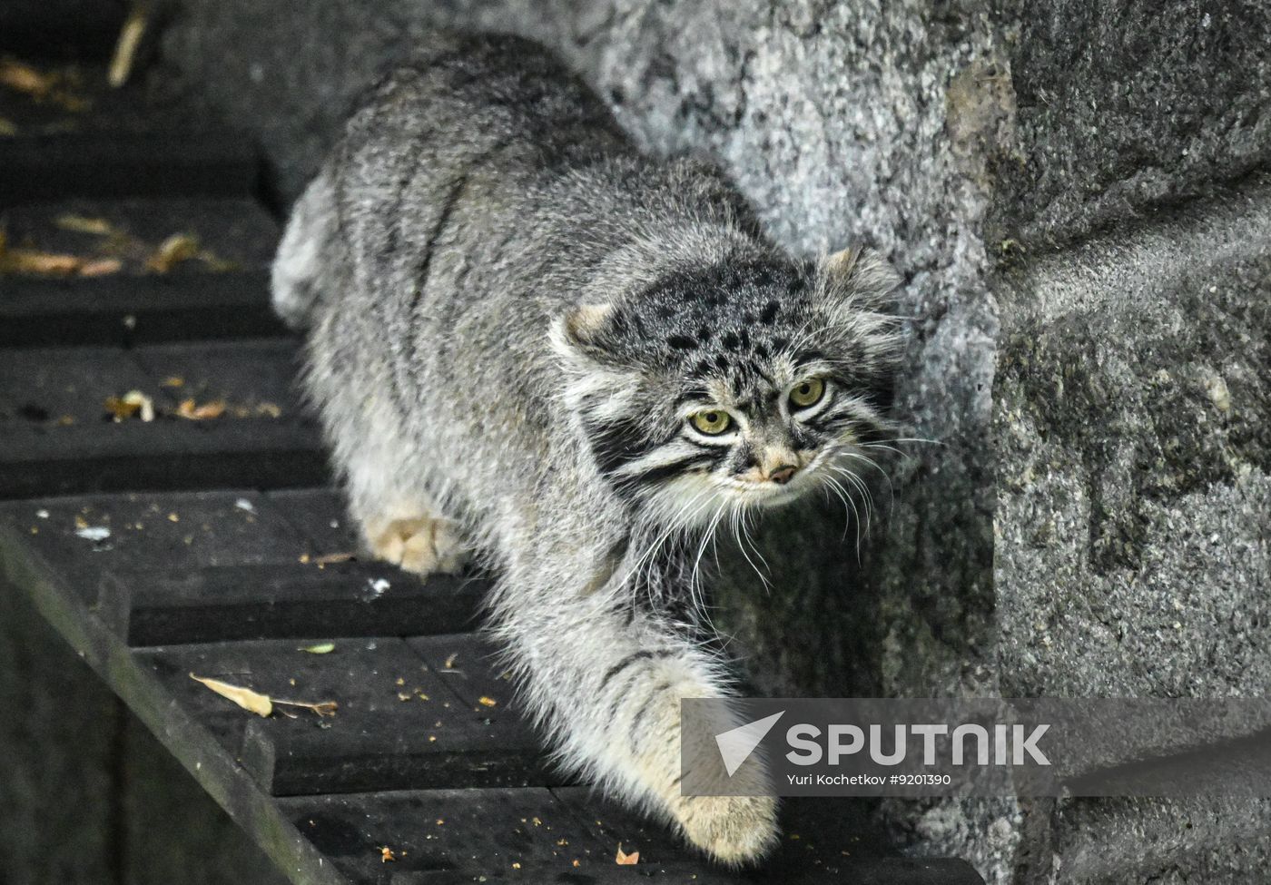 Russia Zoo