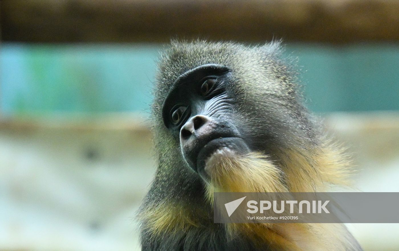 Russia Zoo