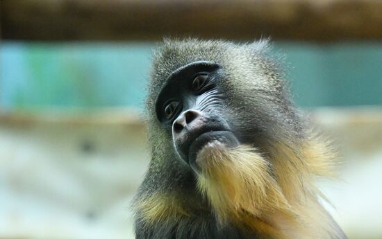 Russia Zoo