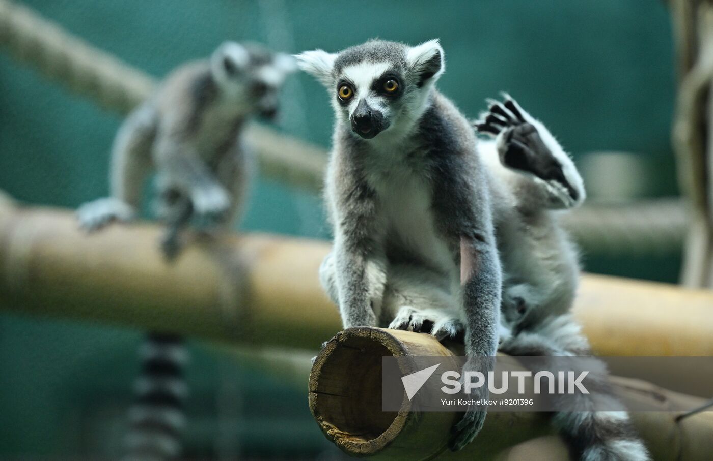 Russia Zoo