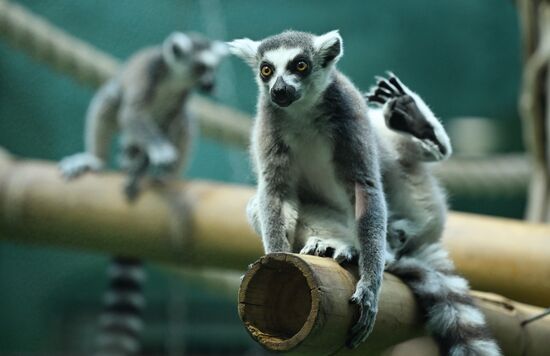 Russia Zoo