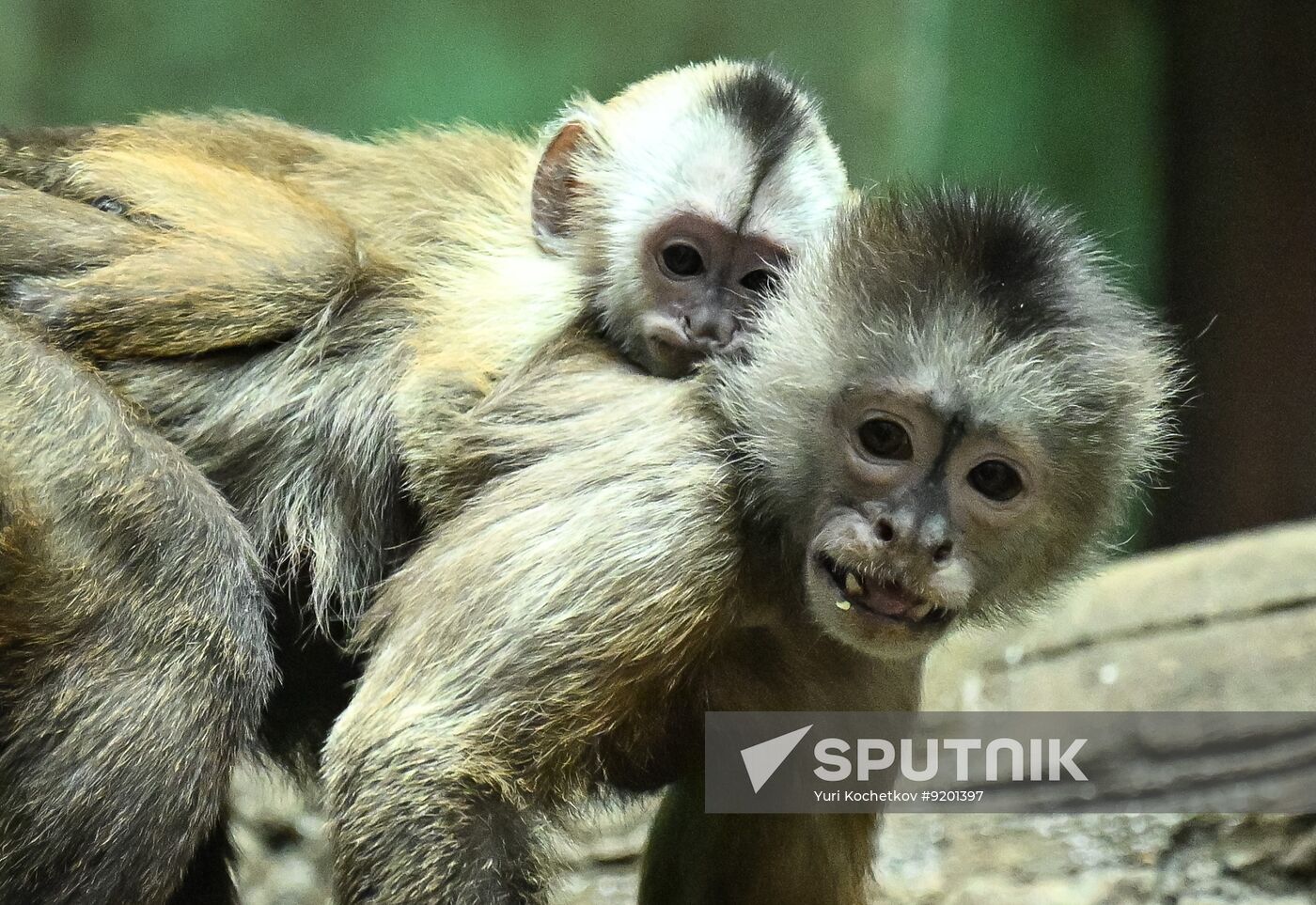 Russia Zoo