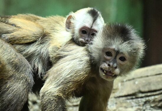 Russia Zoo