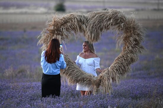 Russia Lavender Fields