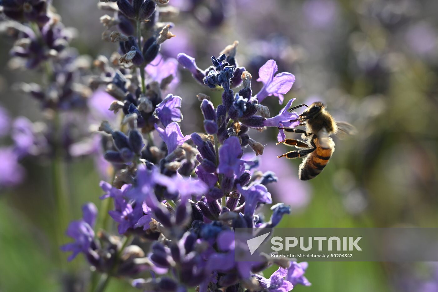 Russia Lavender Fields
