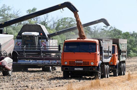 Russia Agriculture Wheat Harvesting