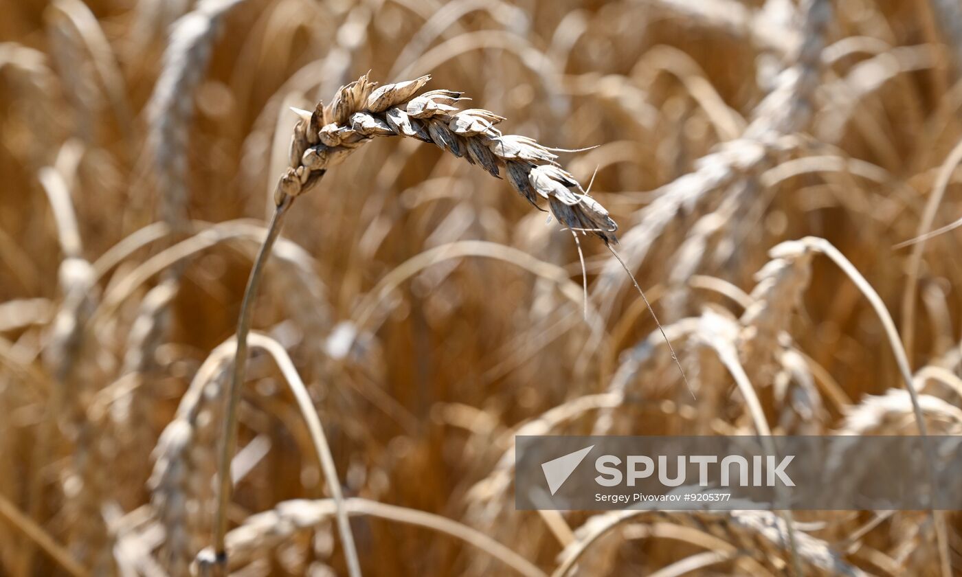 Russia Agriculture Wheat Harvesting
