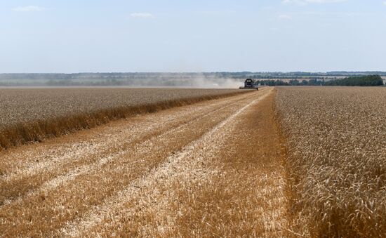 Russia Agriculture Wheat Harvesting