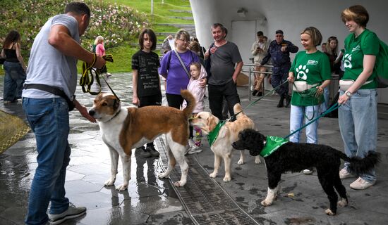 Russia Dog Parade