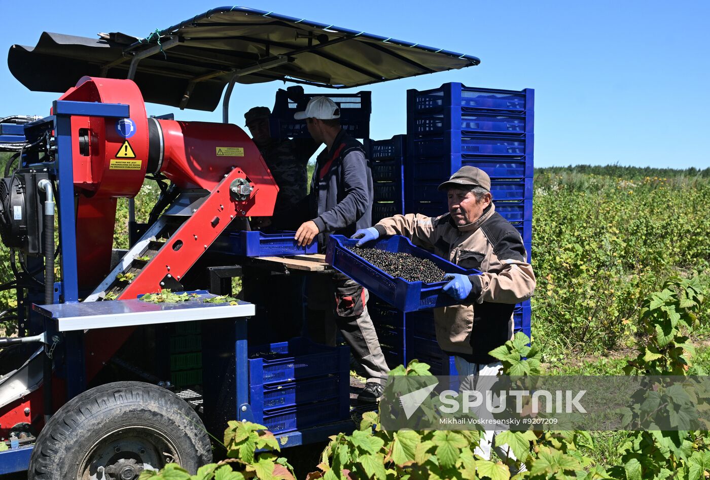 Russia Agriculture Berry Harvesting