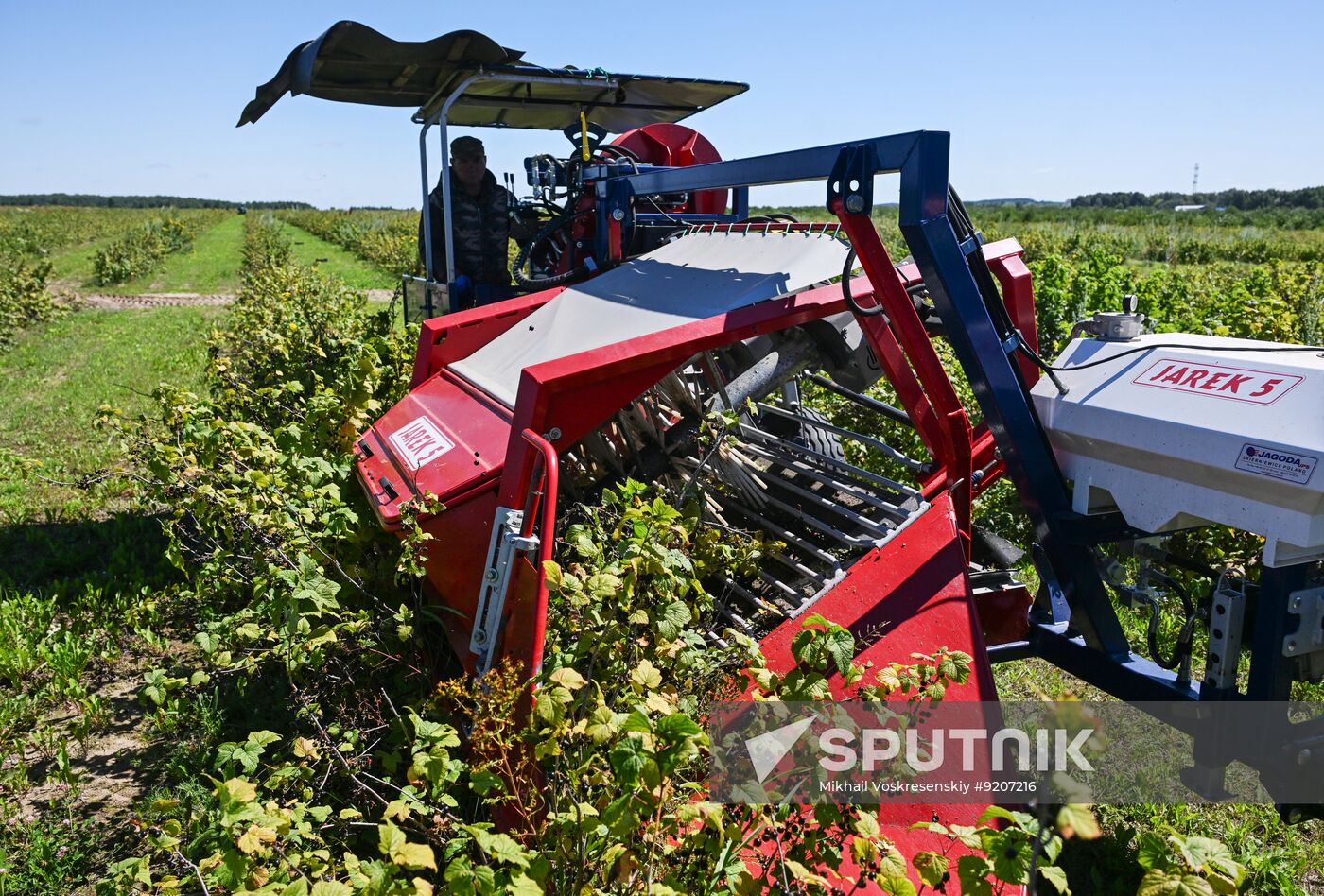 Russia Agriculture Berry Harvesting