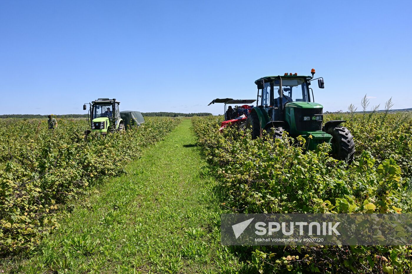 Russia Agriculture Berry Harvesting