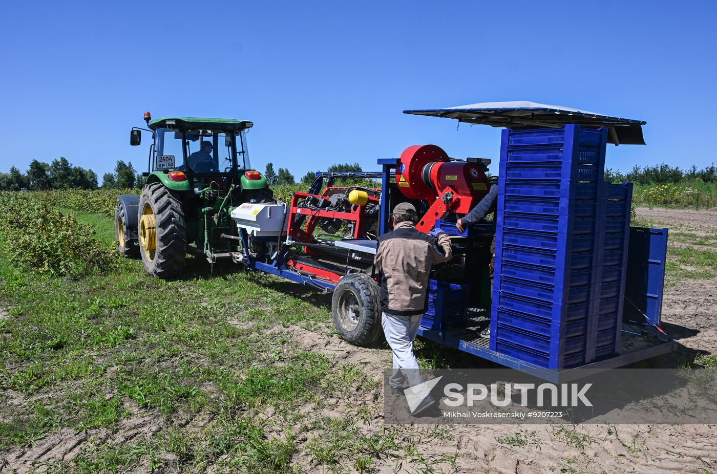 Russia Agriculture Berry Harvesting