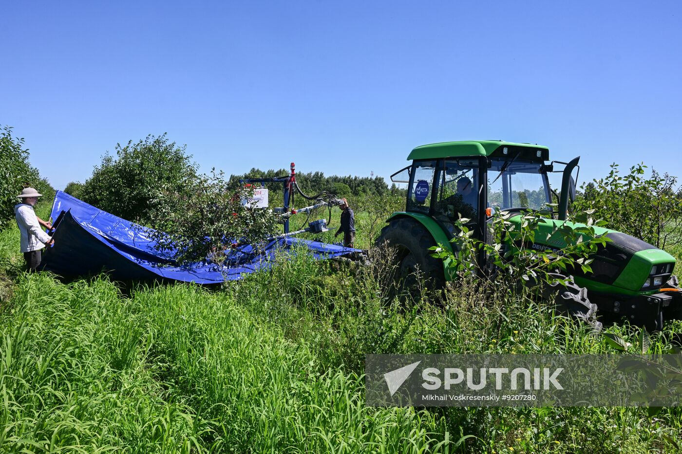 Russia Agriculture Berry Harvesting