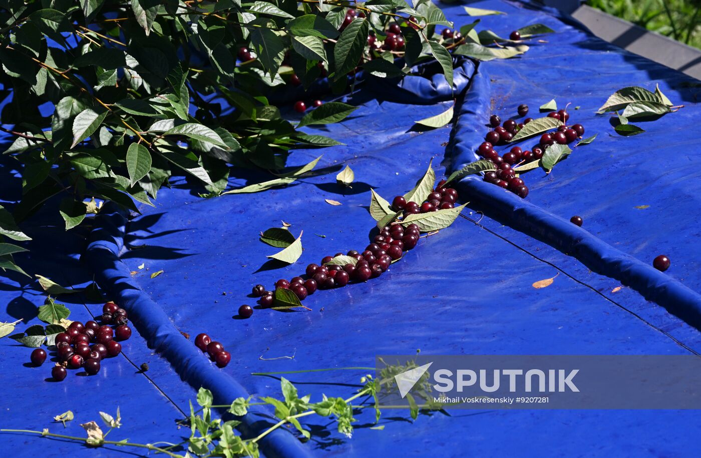 Russia Agriculture Berry Harvesting