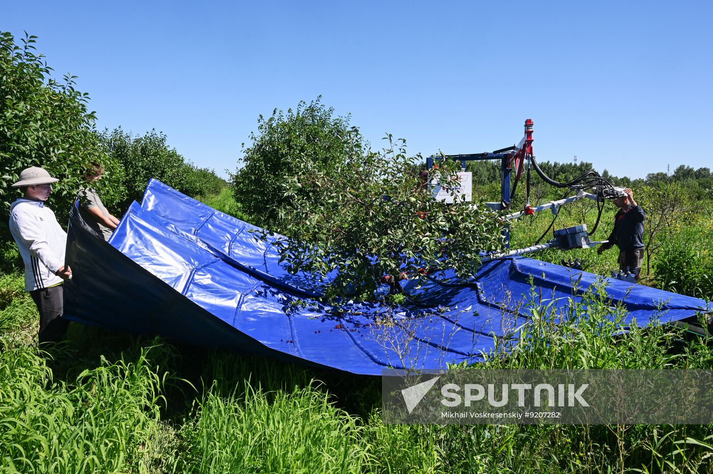 Russia Agriculture Berry Harvesting