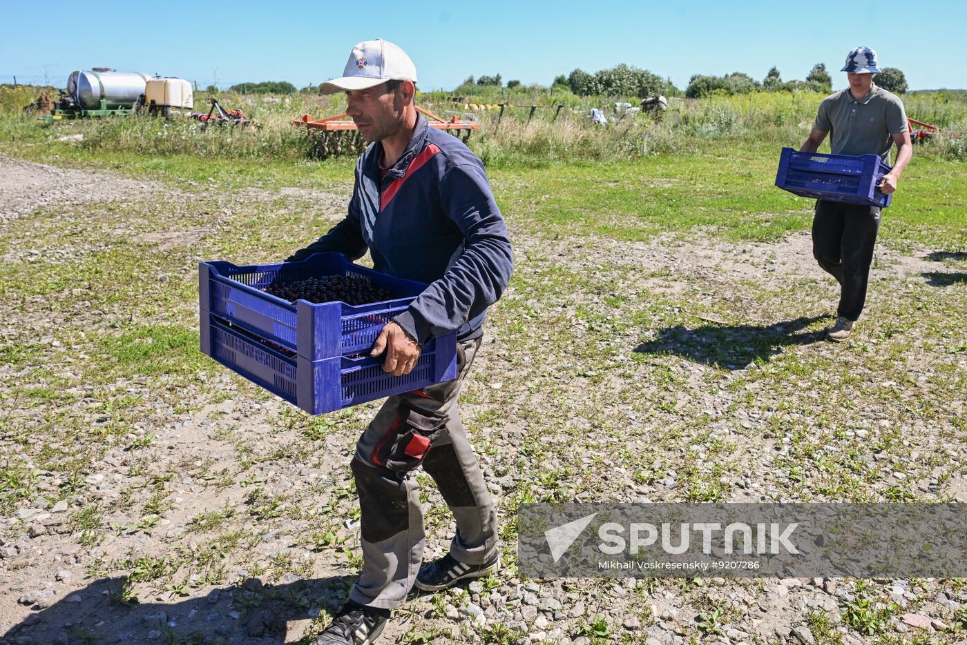 Russia Agriculture Berry Harvesting
