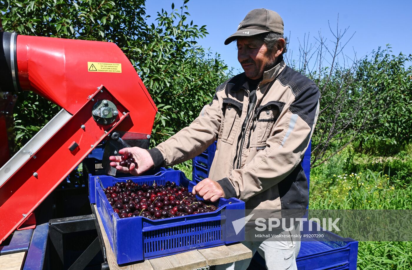 Russia Agriculture Berry Harvesting