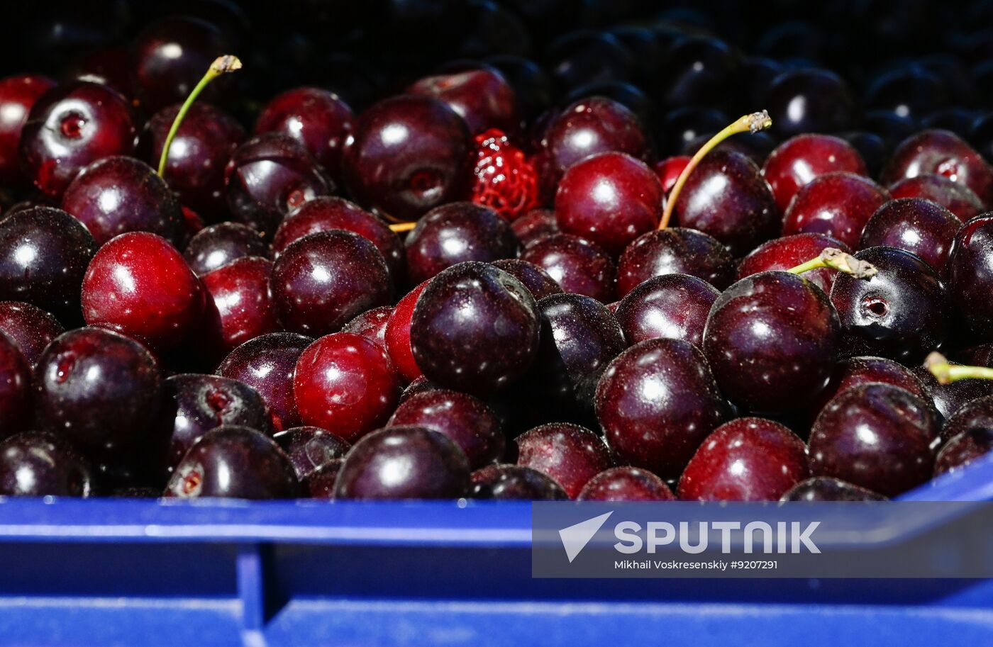 Russia Agriculture Berry Harvesting