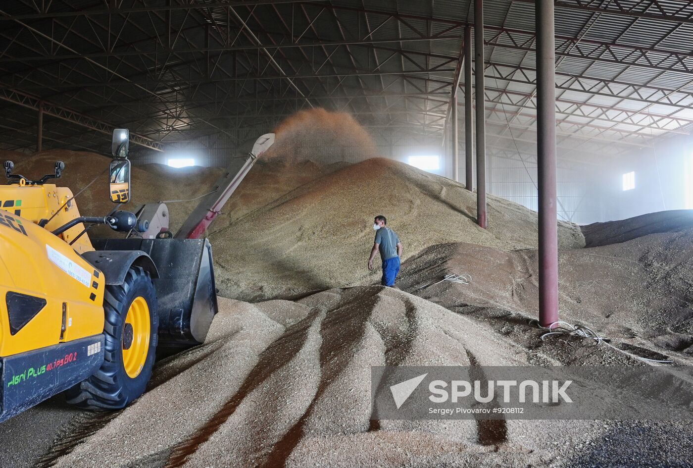 Russia Agriculture Wheat Harvesting