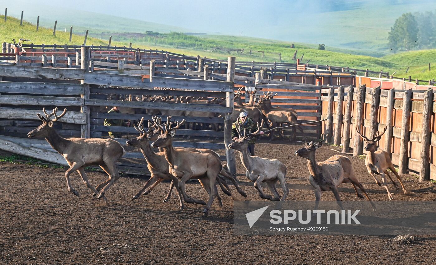 Russia Red Deer Farm