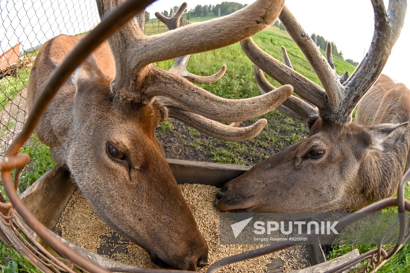 Russia Red Deer Farm