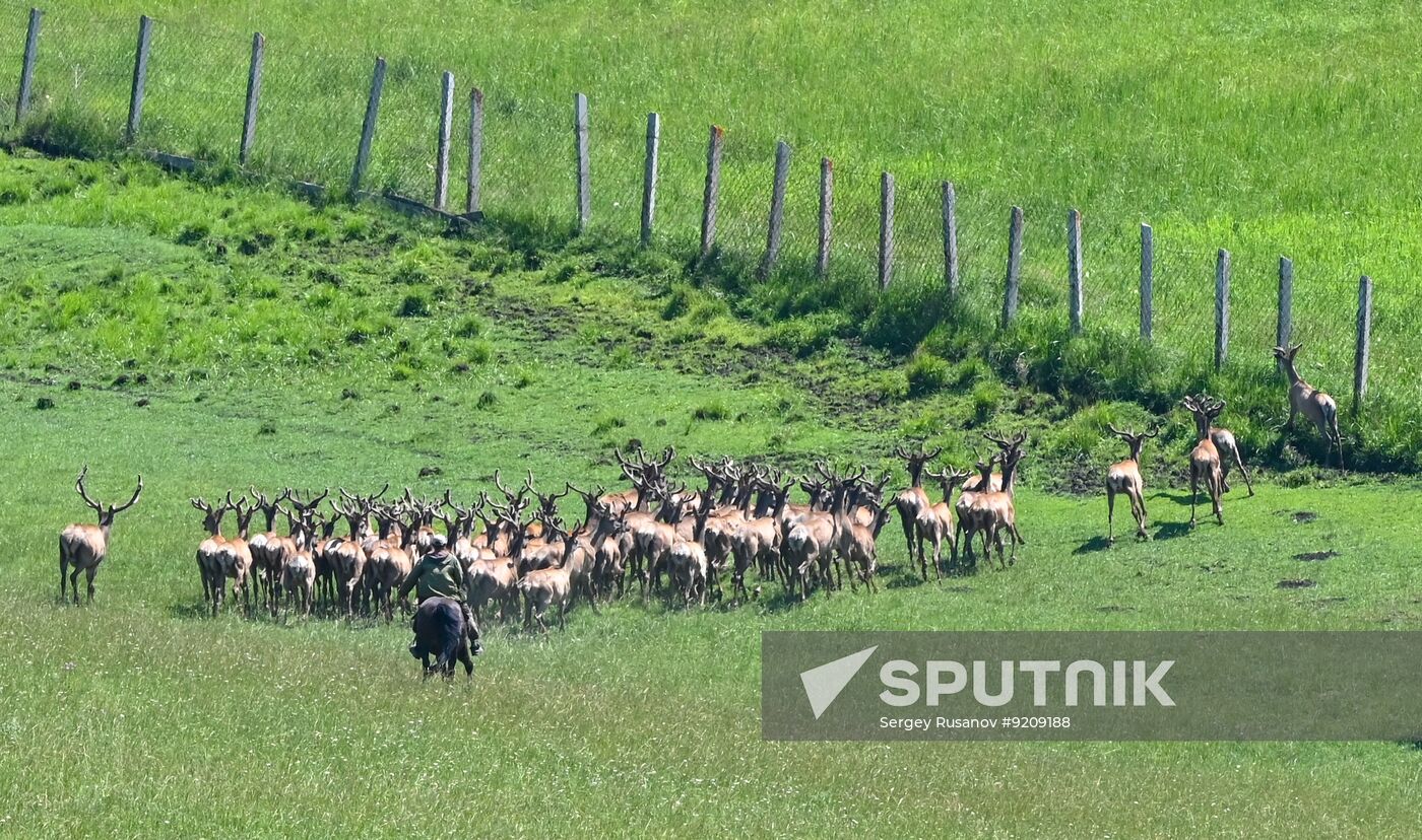 Russia Red Deer Farm