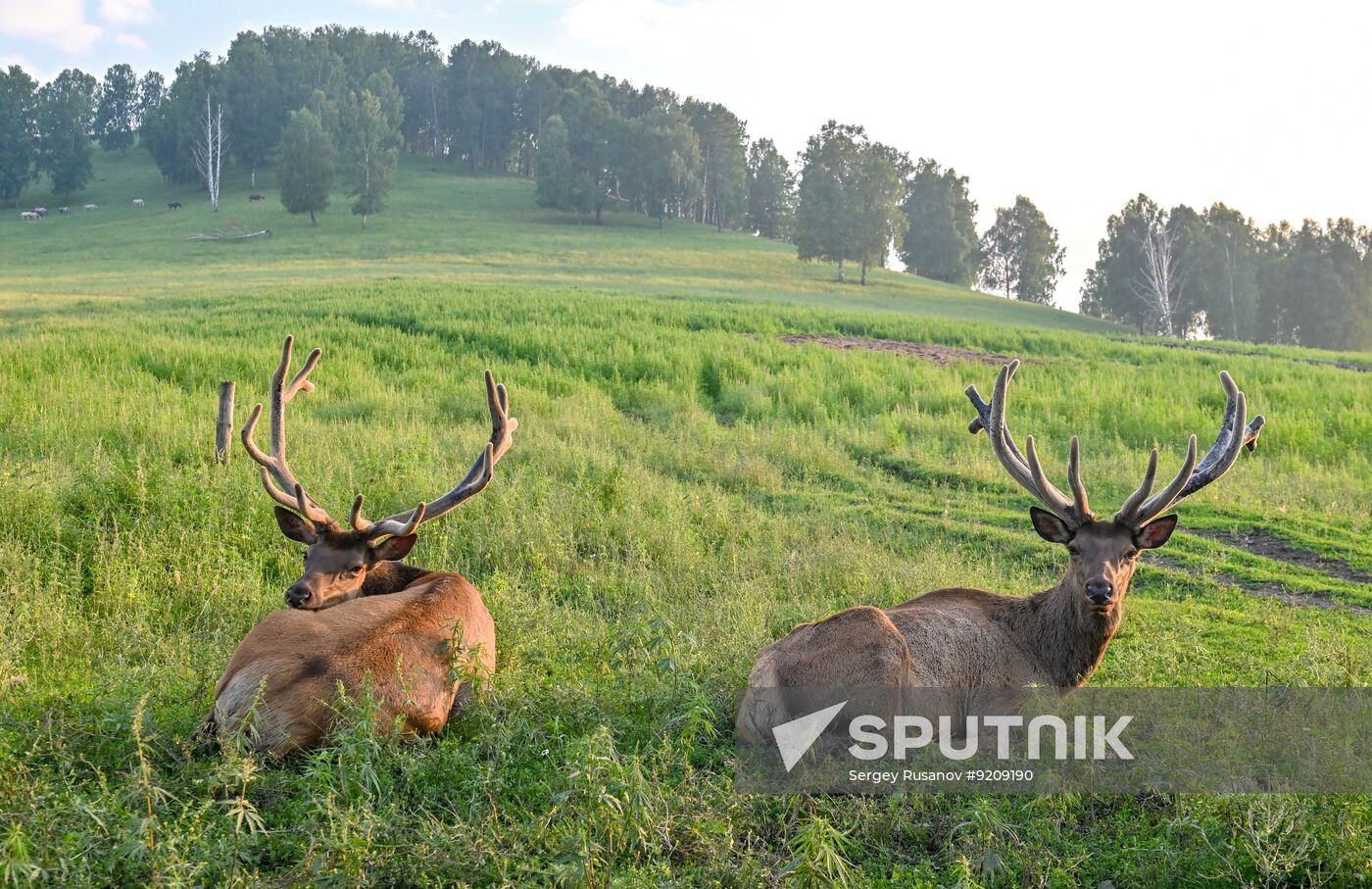 Russia Red Deer Farm