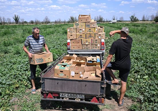 Russia Agriculture Melon Watermelon Harvesting