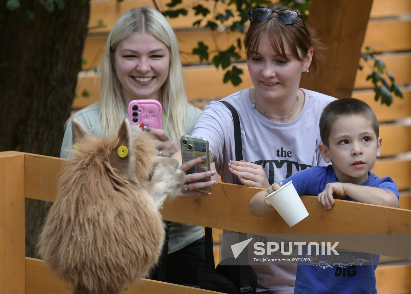 Russia DPR Zoo Alpacas