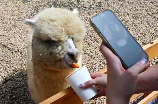 Russia DPR Zoo Alpacas
