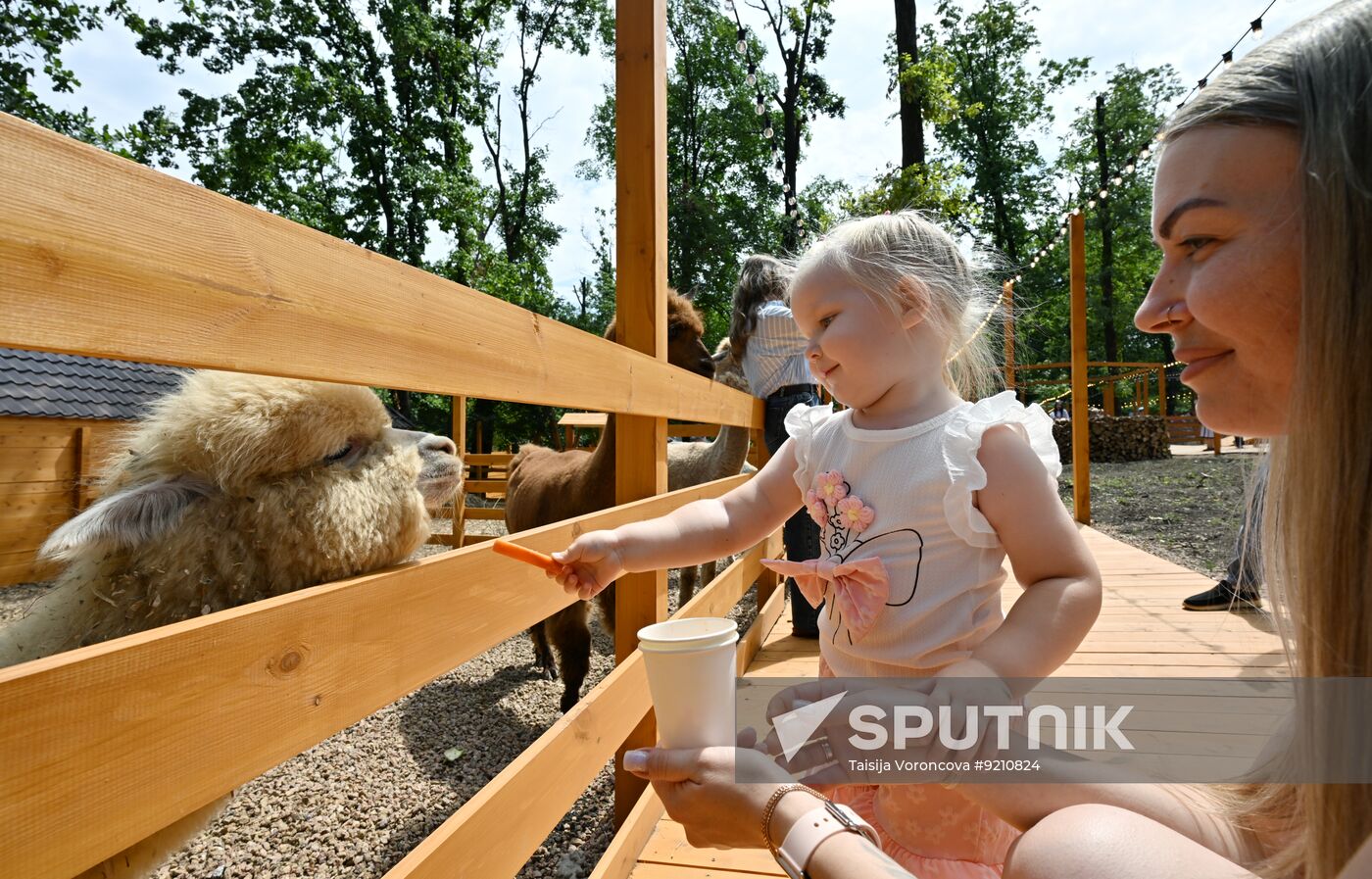 Russia DPR Zoo Alpacas