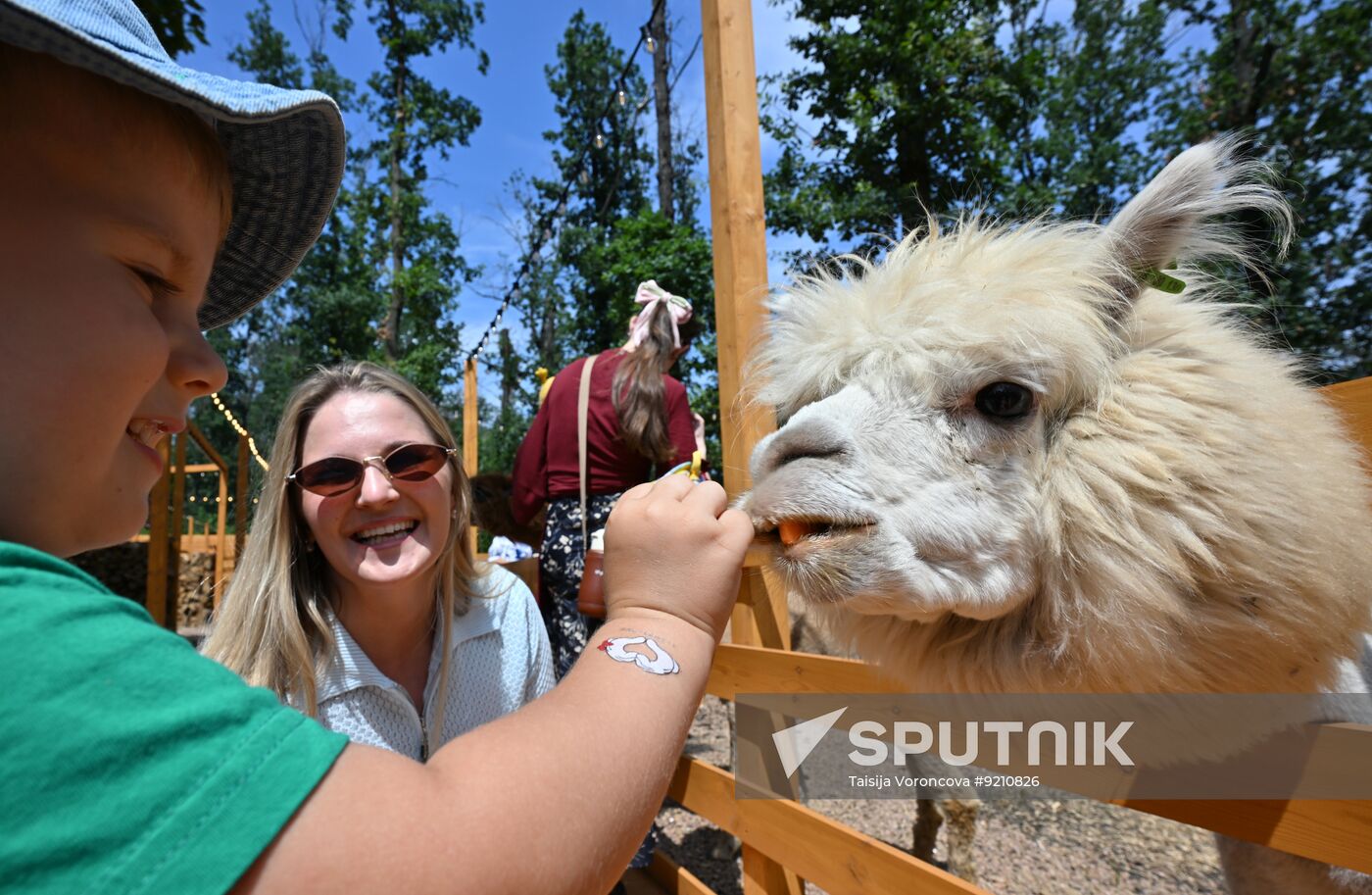 Russia DPR Zoo Alpacas